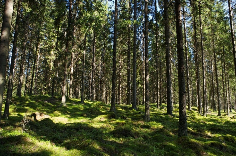 Kuva metsästä