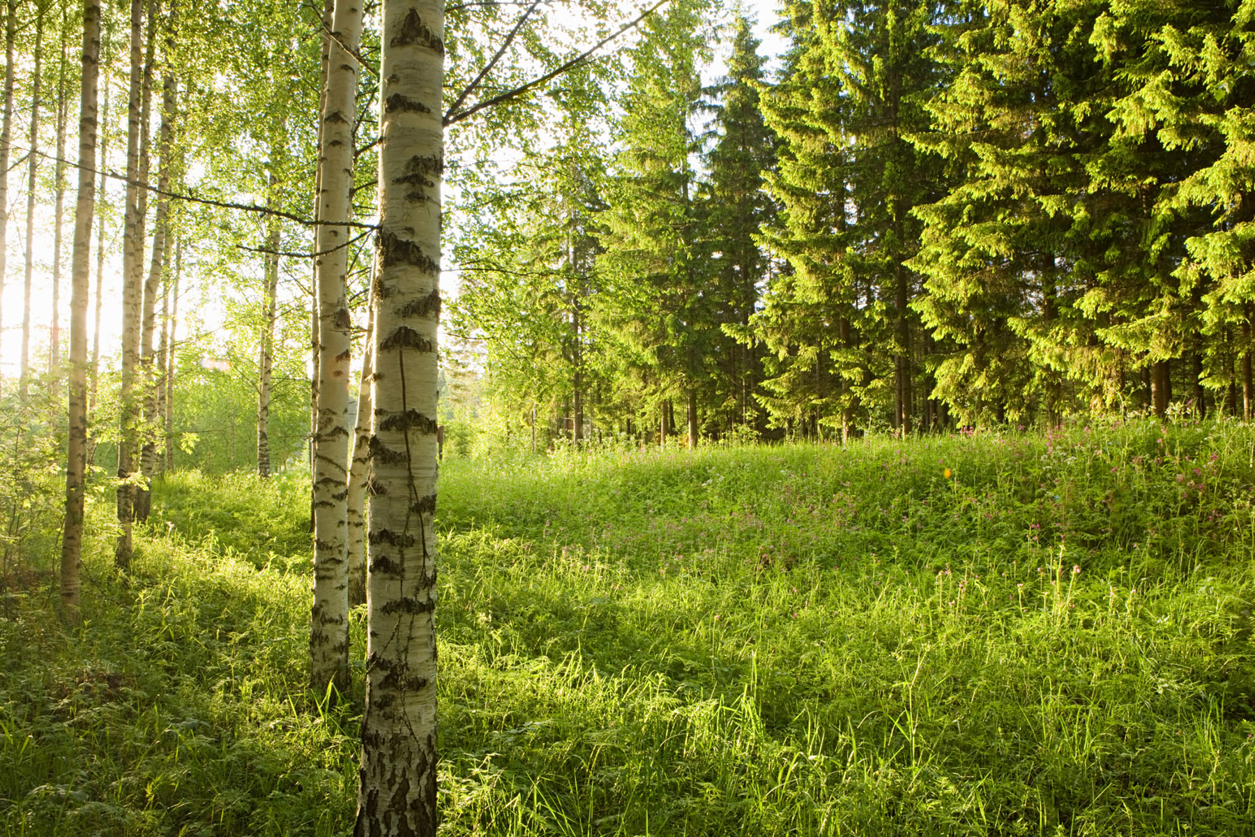 lehtipuut-lis-v-t-mets-n-hyvinvointia-upm-mets