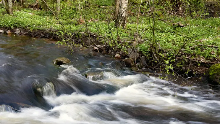 Metsäteiden vesistörummut estävät kaloja nousemasta