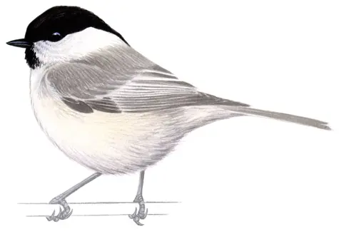 homotiainen-piirros.jpg