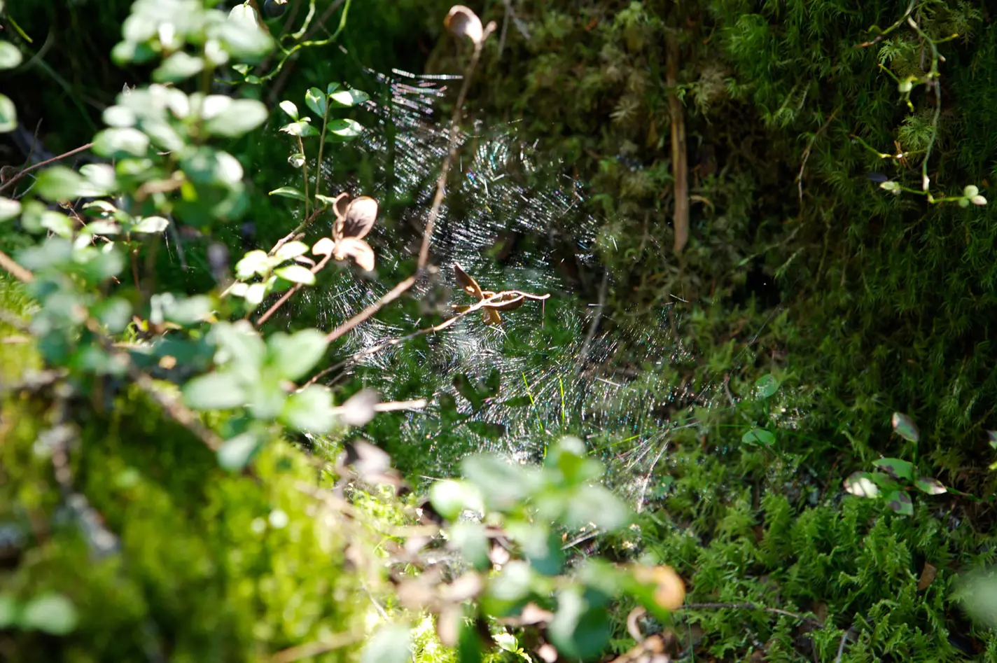 hamahakinverkko-metsassa.jpg