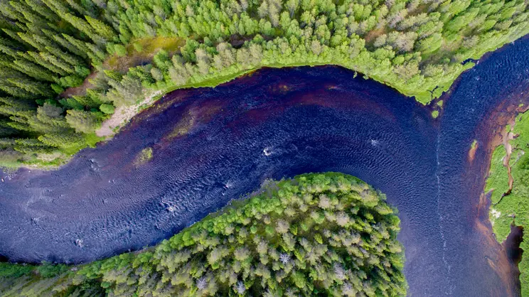 Kaloja metsässä?