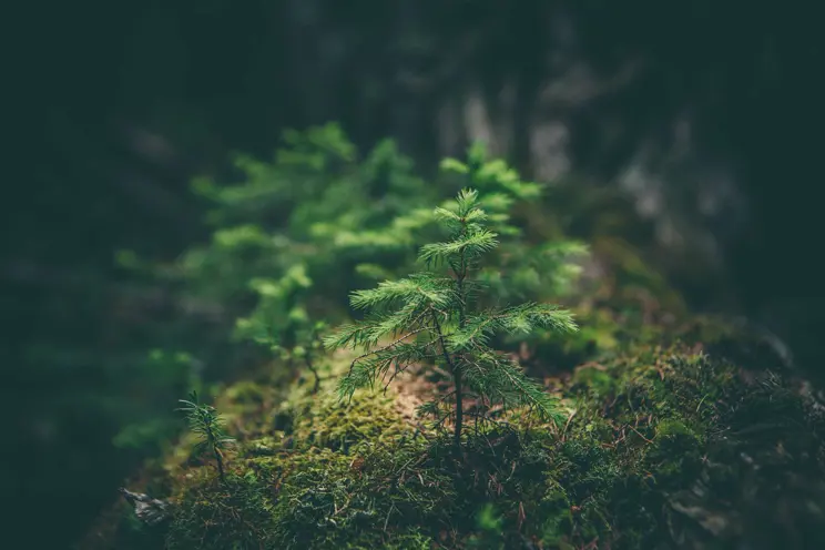 Metsä-podcastimme uusi tuotantokausi alkoi - Onko yrityksellä varaa olla vastuuton?