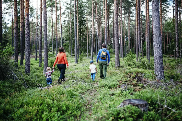 Alaikäinen metsänomistaja