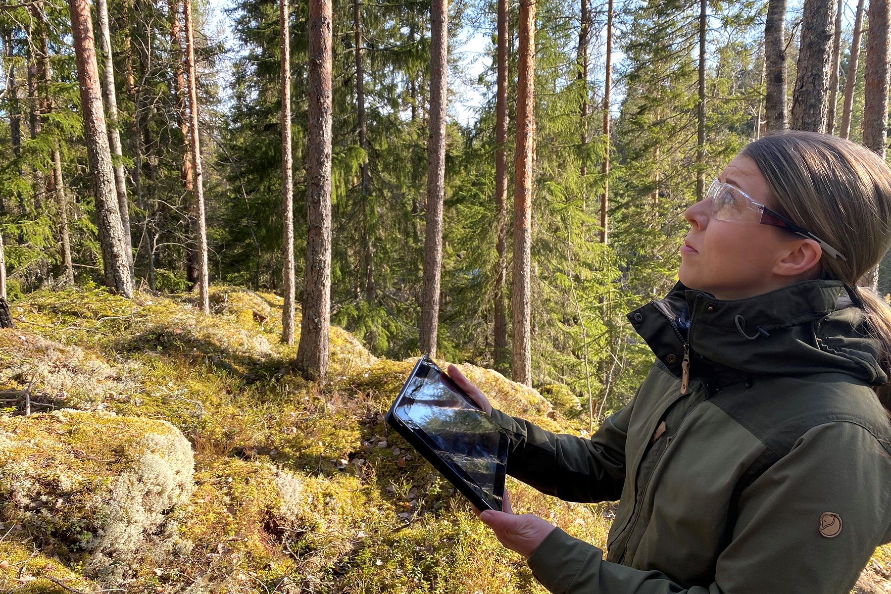 miten-voin-tukea-puiden-kasvua-kasvukaudella-upm-mets
