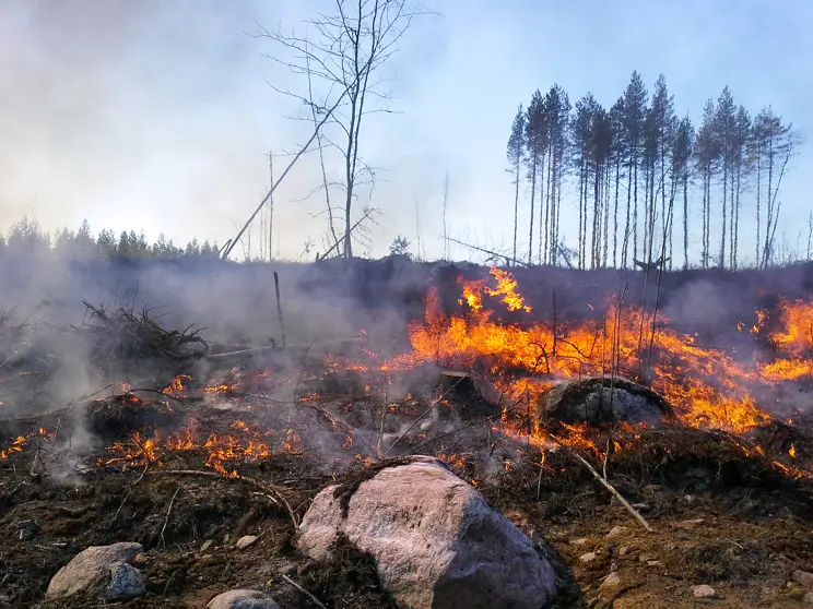 Metsien lajit hyötyvät talousmetsien luonnonhoidosta Metsien lajit hyötyvät talousmetsien luonnonhoidosta