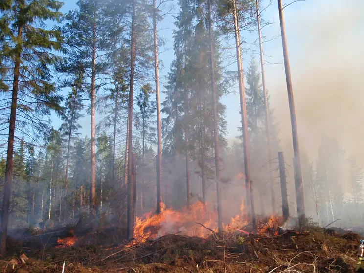 UPM förbättrar livsmiljön för brandberoende arter genom naturvårdsbränning UPM förbättrar livsmiljön för brandberoende arter genom naturvårdsbränning