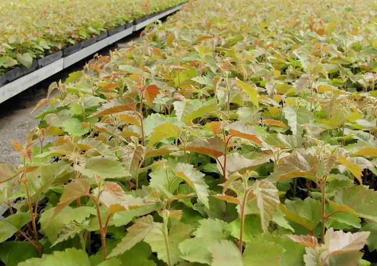 Forskning: Småbjörken klarar sig till och med bättre än stora plantor Forskning: Småbjörken klarar sig till och med bättre än stora plantor