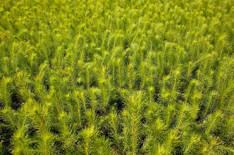 Minneslista för plantvård Minneslista för plantvård