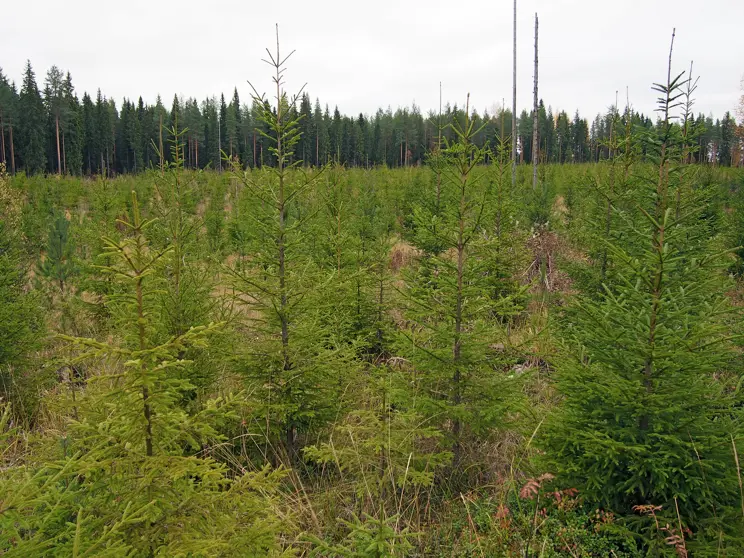 Miksi oikea-aikainen taimikonhoito on niin tärkeää? Miksi oikea-aikainen taimikonhoito on niin tärkeää?