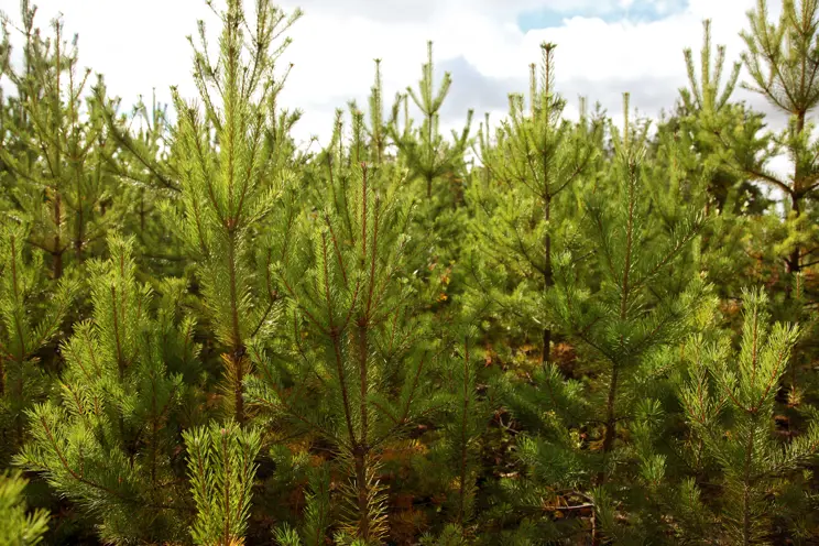 UPM käynnistää metsänhoitotöiden myyntiin ja toteutukseen keskittyvän franchisingketjun pilottihankkeella Hämeenlinnan ja Lahden alueilla UPM käynnistää metsänhoitotöiden myyntiin ja toteutukseen keskittyvän franchisingketjun pilottihankkeella Hämeenlinnan ja Lahden alueilla