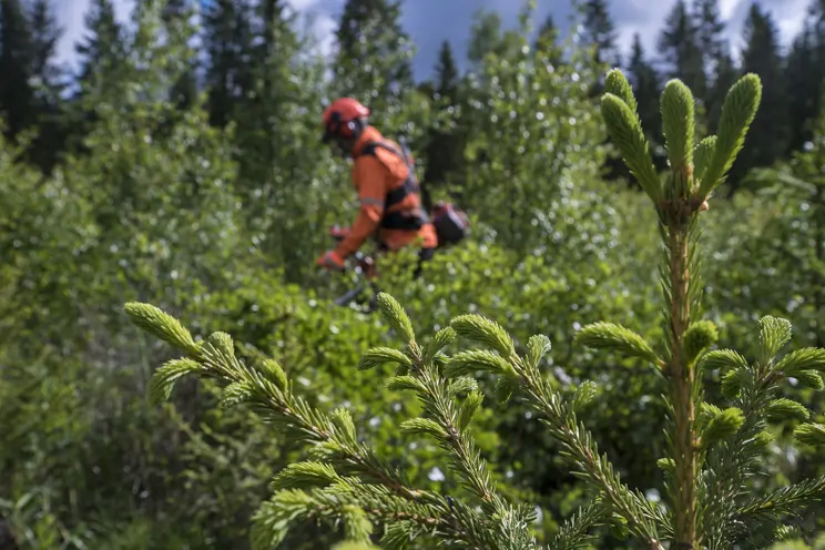 Hoitamaton metsä saa ammattilaisen hiljaiseksi: ”Sydämeen sattuu” Hoitamaton metsä saa ammattilaisen hiljaiseksi: ”Sydämeen sattuu”