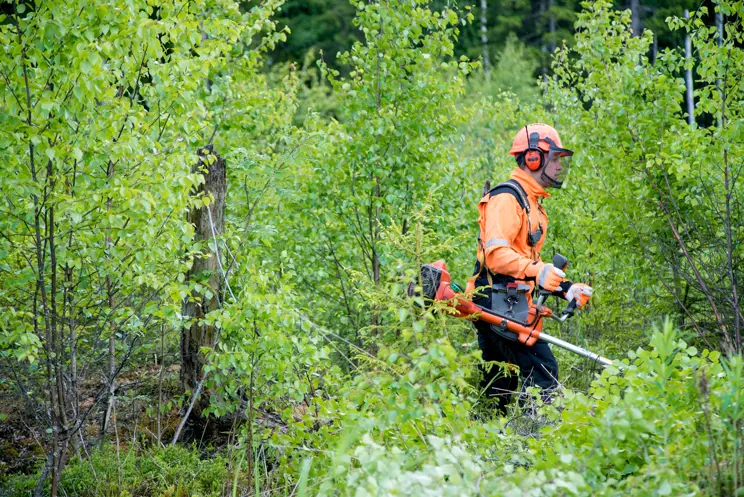 Oikea-aikainen taimikonhoito on elintärkeää metsällesi Oikea-aikainen taimikonhoito on elintärkeää metsällesi