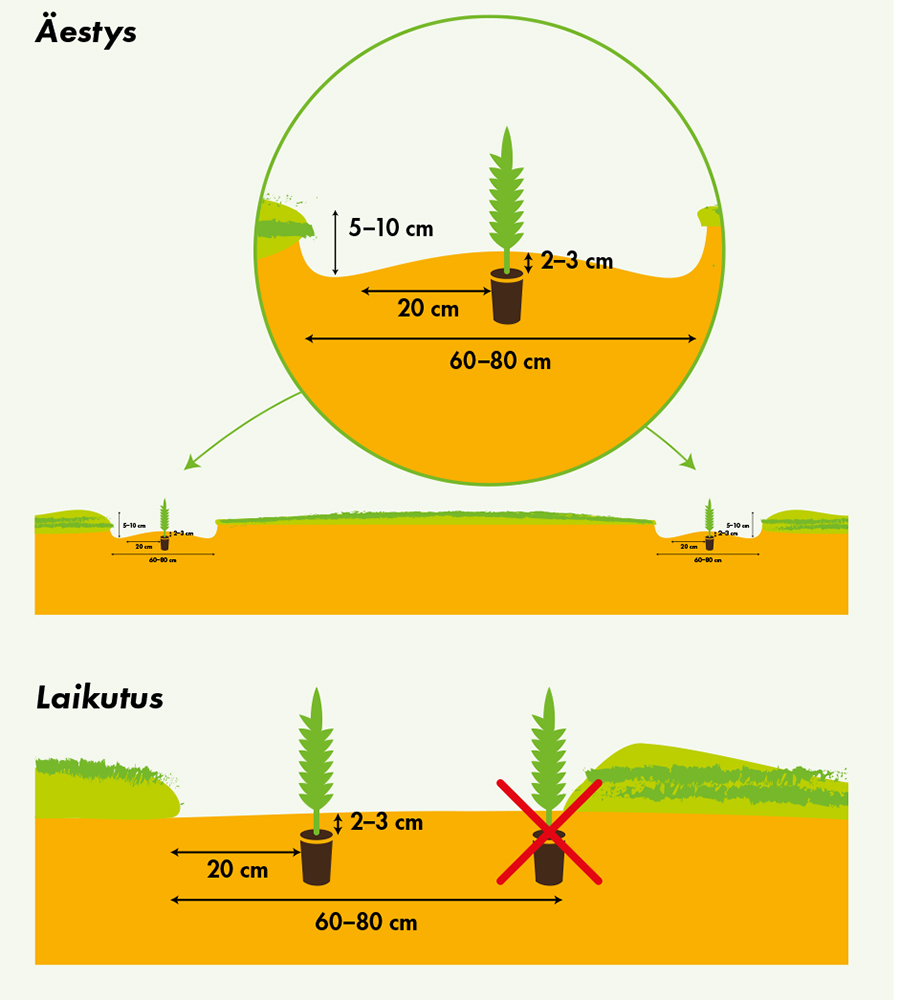 aestys-laikutus-upm-metsa.jpg