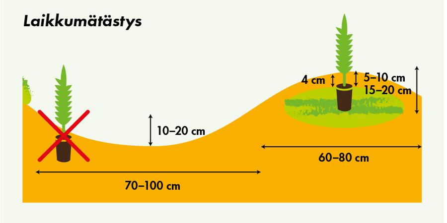 laikkumatastys-upm-metsa.jpg