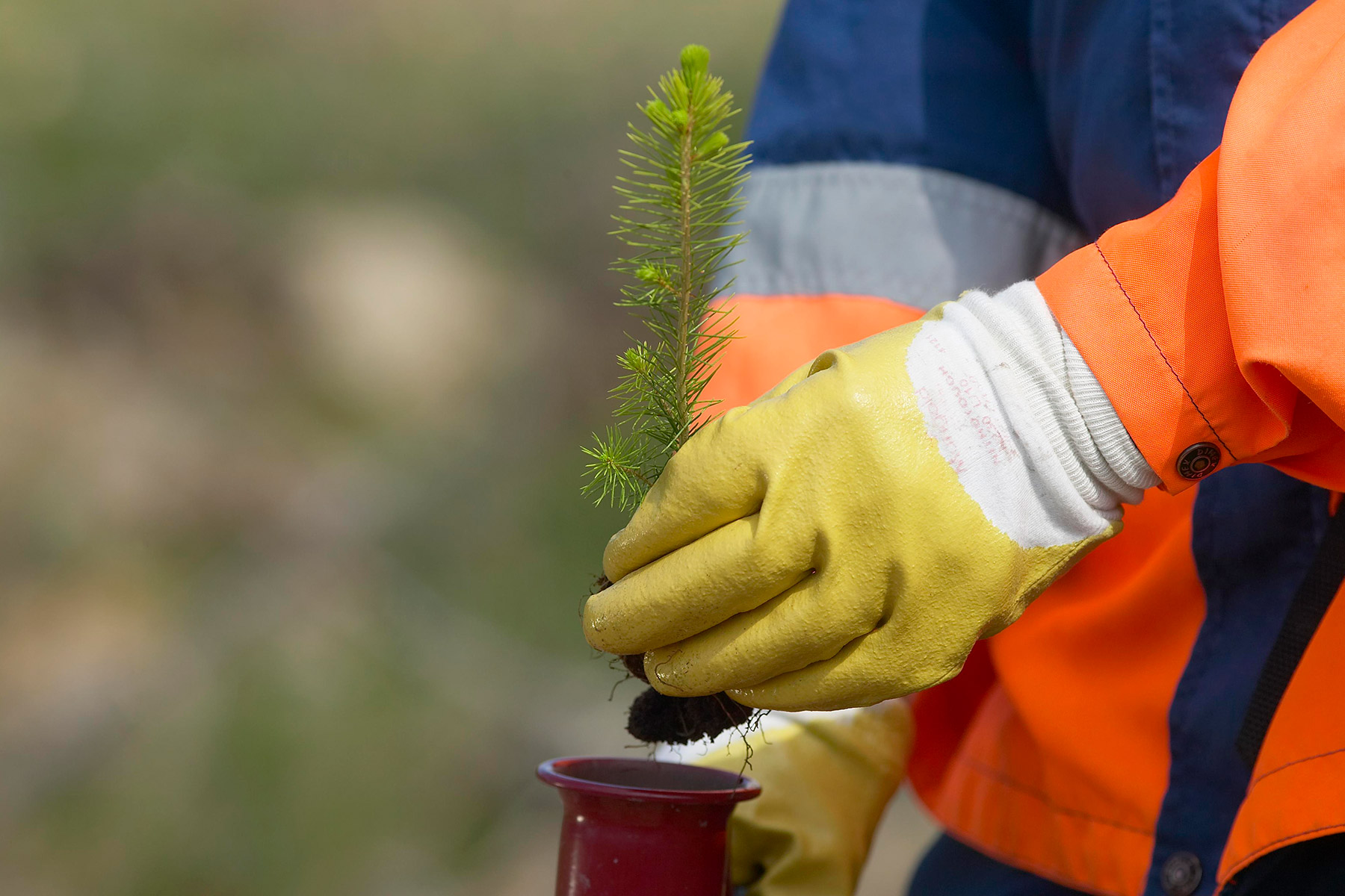 metsänuudistaminen-taimi-istutus.jpg