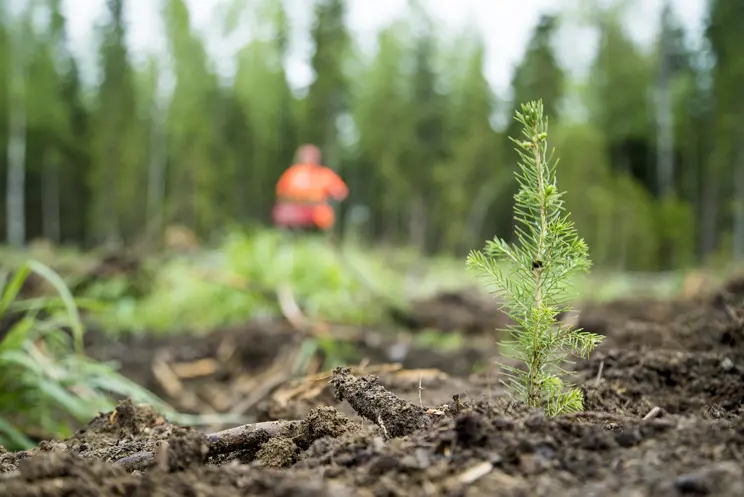 Kun teet puukaupat, muista sopia metsänuudistamisesta Kun teet puukaupat, muista sopia metsänuudistamisesta