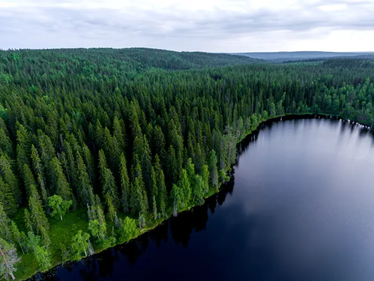 Metsänhoidon vaikutus hiilensidontaan