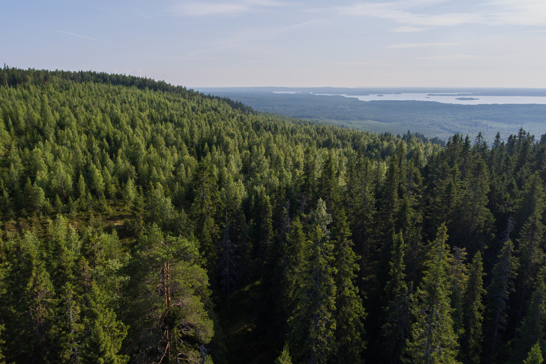 elinvoimainen-vastutuskykyinen-metsa