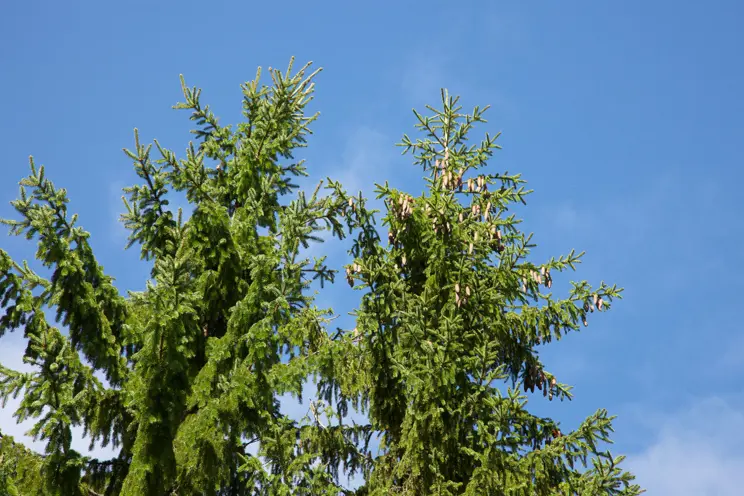 Metsälaki