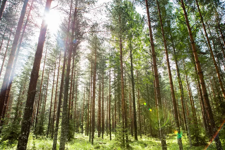 Miksi metsää pitäisi hoitaa, siellä se kasvaa itsekseen?
