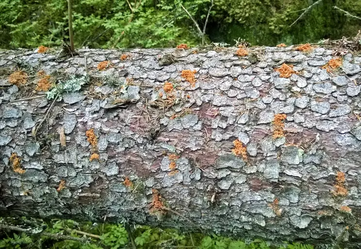Metsätuholain päivityksellä varaudutaan muuttuvaan ilmastoon