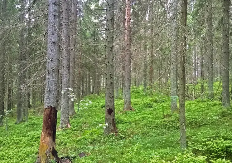 Dags att granska granbarkborrsituationen