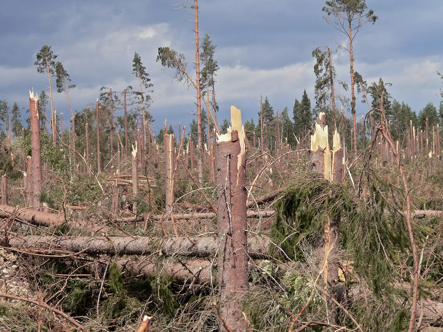 myrskytuhoja-metsassa-Asta-myrskyn-jalkeen.jpg