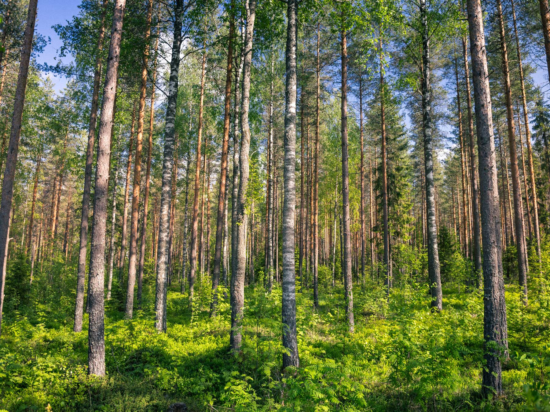 Sekapuustoinen metsä