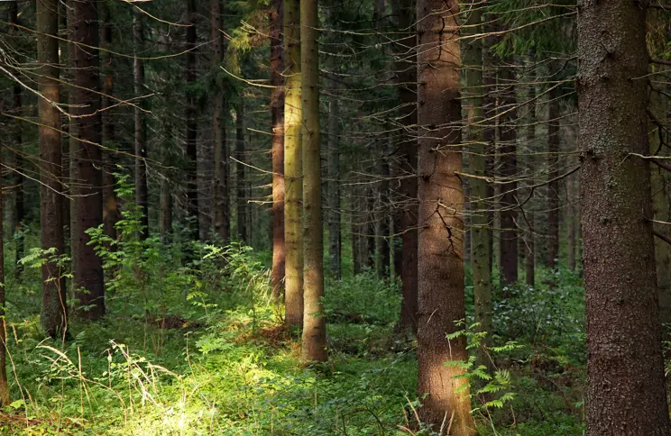 Metsänomistajan oikeudet ja velvollisuudet