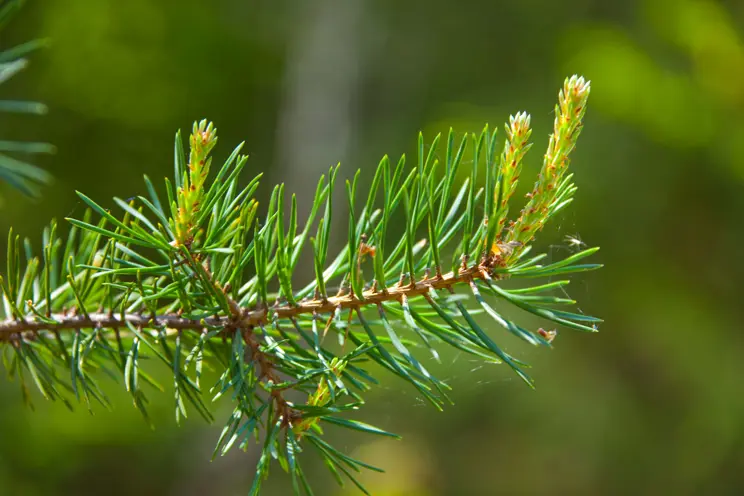 Metsätalouden menot