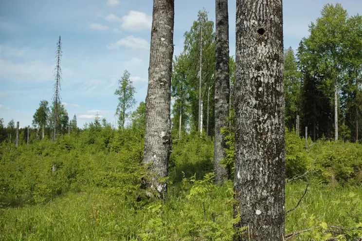 Naturen skyddas i ekonomiskogar