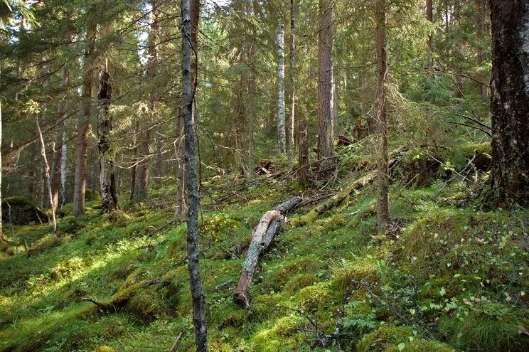 Skogarnas struktur