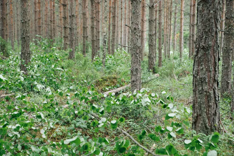 Ennakkoraivauksella laitat metsän puunmyyntikuntoon Ennakkoraivauksella laitat metsän puunmyyntikuntoon