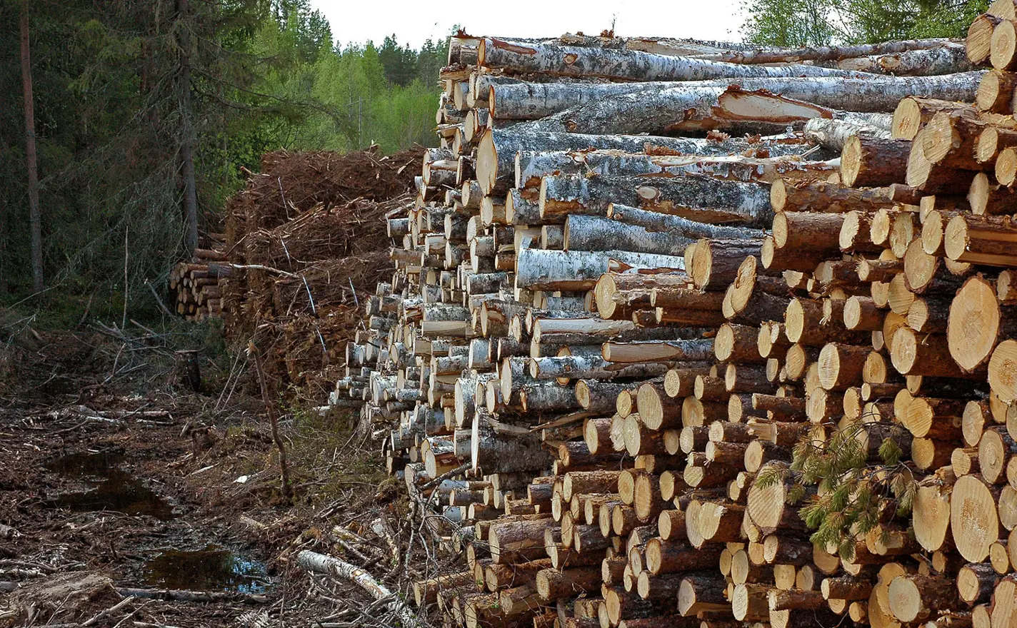 puutavaralajit-mantykuitu-ja-koivukuitu.jpg