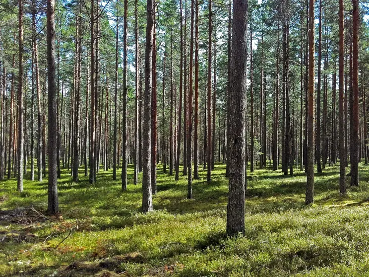 Hyrynsalmen metsätyönäytös Hyrynsalmen metsätyönäytös