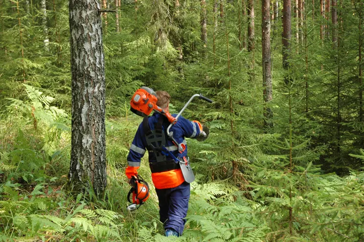 Taimikonhoidolla tuloksia –verkkoluento Taimikonhoidolla tuloksia –verkkoluento