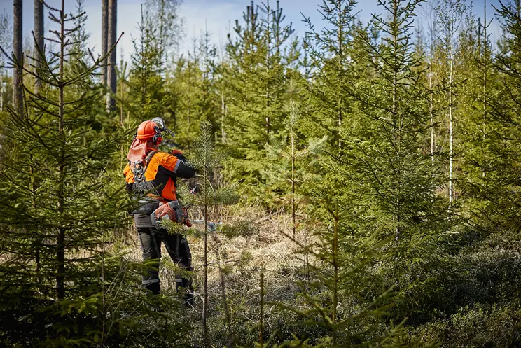 Metsän henki -lehti pureutuu metsänhoitoon