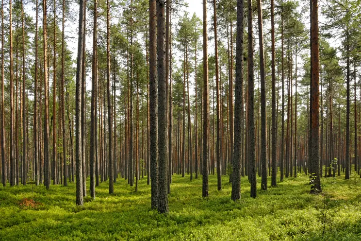 UPM Skogsvärdering UPM Skogsvärdering
