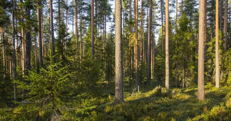 Pullakahvit Helsingissä